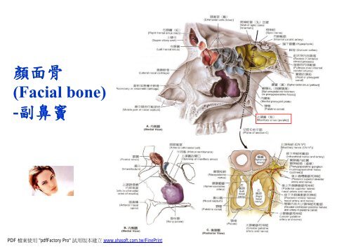 顏面骨(Facial bones)