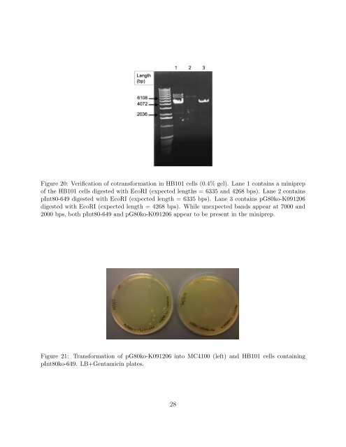 Davidson College Department of Biology Honors Thesis Title ...