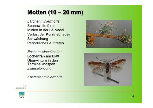 Forstschutz - Insekten - BFW