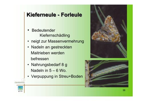 Forstschutz - Insekten - BFW