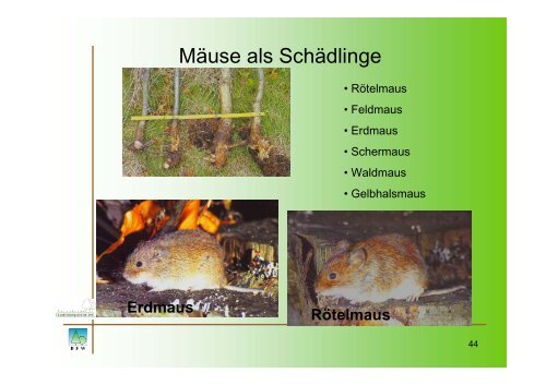 Forstschutz - Insekten - BFW