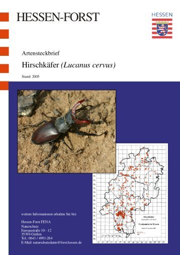 Artensteckbrief Hirschkäfer - Landesbetrieb Hessen-Forst