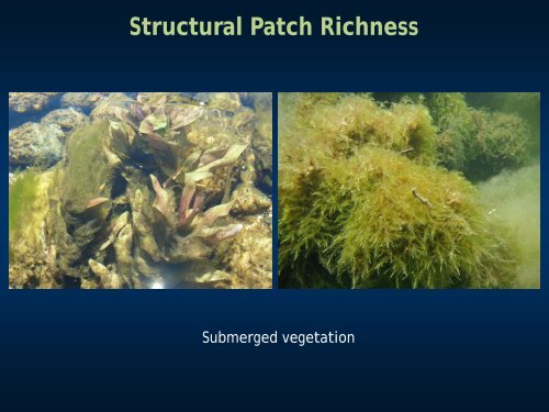 Structural Patch Richness - Cram