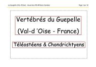 VertÃ©brÃ©s du Guepelle (Val-d 'Oise - France) - VertÃ©brÃ©s fossiles