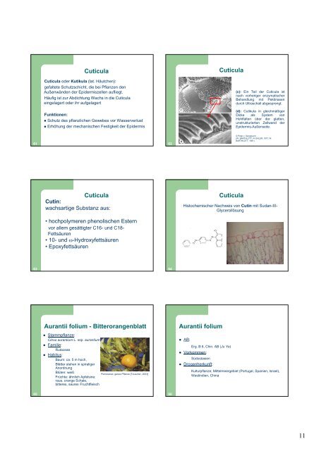 Morphologisch- anatomische Analyse von Arzneidrogen inklusive ...