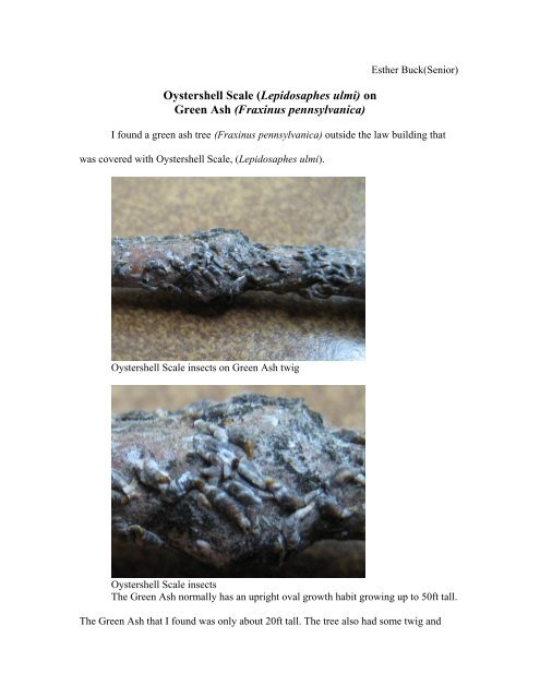 Oystershell Scale (Lepidosaphes ulmi) - University of Idaho ...