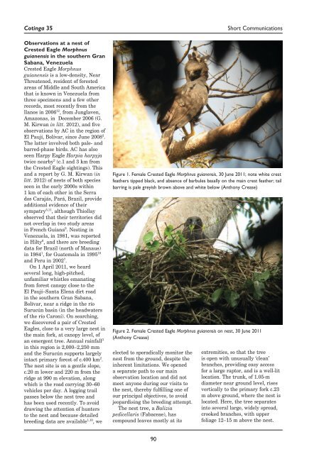 Observations at a nest of Crested Eagle Morphnus guianensis in the ...