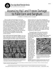 Assessing Hail and Freeze Damage to Field Corn and Sorghum