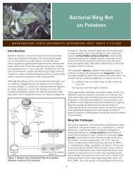 Bacterial Ring Rot on Potatoes - WSU Mount Vernon Research and ...