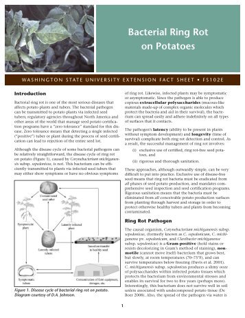 Bacterial Ring Rot on Potatoes - WSU Mount Vernon Research and ...