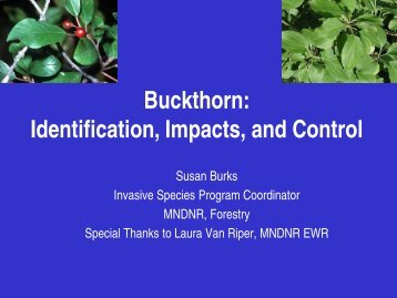 Buckthorn: Identification, Impacts, and Control