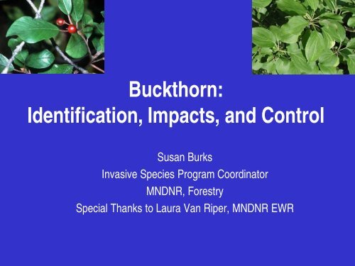 Buckthorn: Identification, Impacts, and Control