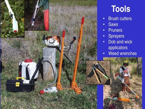 Buckthorn: Identification, Impacts, and Control