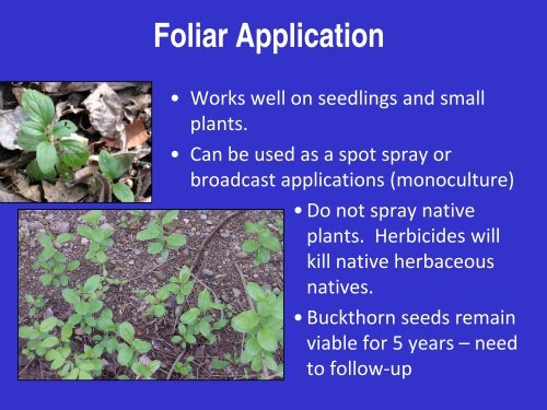 Buckthorn: Identification, Impacts, and Control