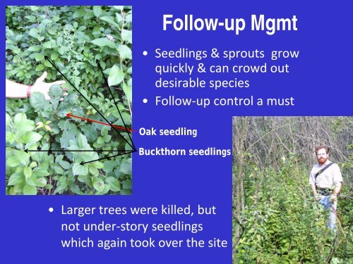 Buckthorn: Identification, Impacts, and Control