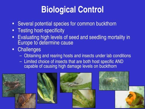 Buckthorn: Identification, Impacts, and Control