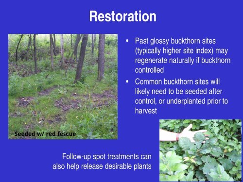 Buckthorn: Identification, Impacts, and Control