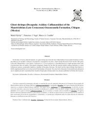 Ocozocoautla Formation, Chiapas - BoletÃ­n de la Sociedad ...