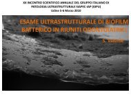 esame ultrastrutturale di biofilm batterico in riuniti ... - Siapec