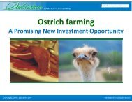 Ostrich farming