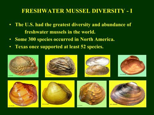 Howells Freshwater Mussels App