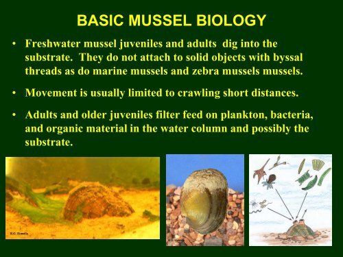 Howells Freshwater Mussels App