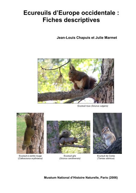 Ecureuil roux : taille, description, biotope, habitat, reproduction
