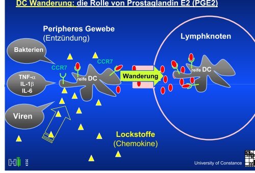 Metabolische Azidose : PlasmaanionenlÅ¸cke - UniversitÃ¤t Konstanz