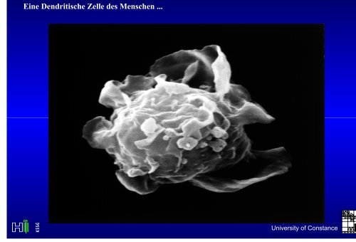 Metabolische Azidose : PlasmaanionenlÅ¸cke - UniversitÃ¤t Konstanz