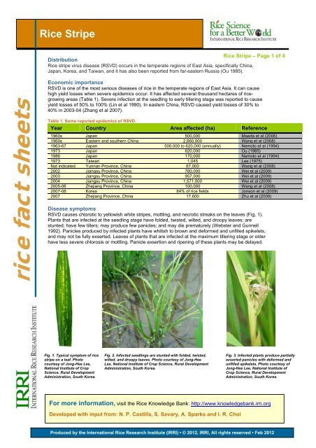 Rice Stripe - Rice Knowledge Bank - International Rice Research ...