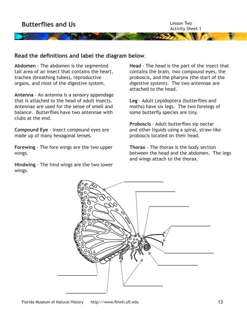 Butterflies and Moths - PedagoNet