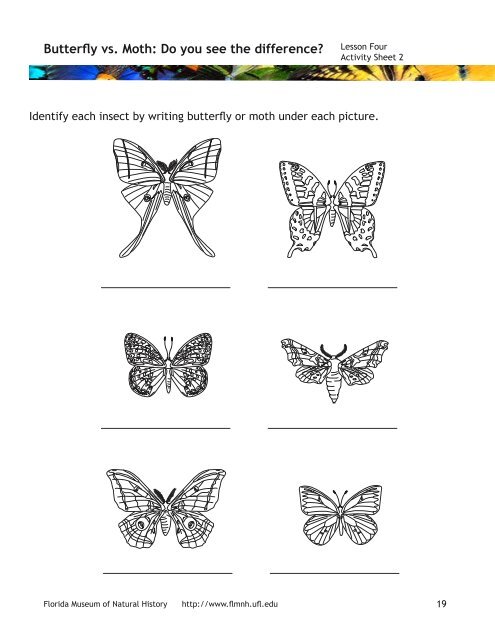 Butterflies and Moths - PedagoNet