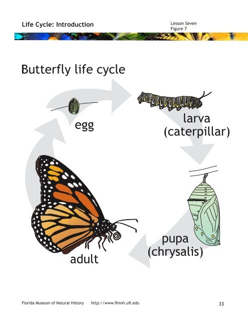 Butterflies and Moths - PedagoNet