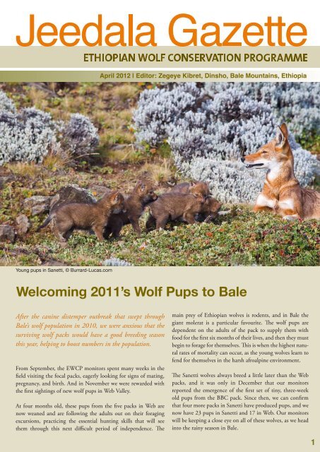 pdf - 1.6Mb - Ethiopian Wolf Conservation Programme