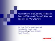 An Overview of Blueberry Releases from NCSU - The Southern ...
