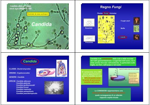 Candida - SunHope.it