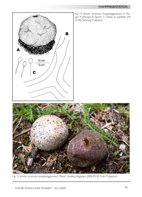 SMT 3-2009 - Sveriges Mykologiska FÃ¶rening