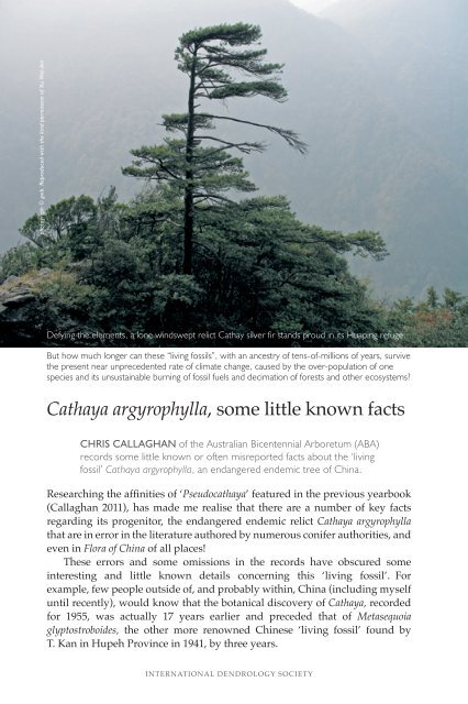 Cathaya argyrophylla - International Dendrology Society