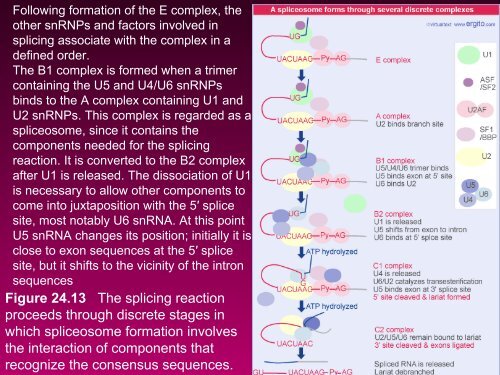 RNA SPLICING AND PROCESSING