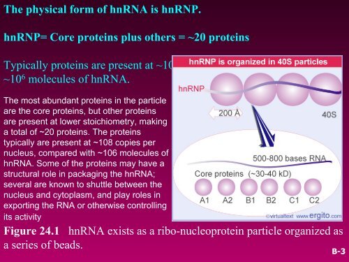 RNA SPLICING AND PROCESSING