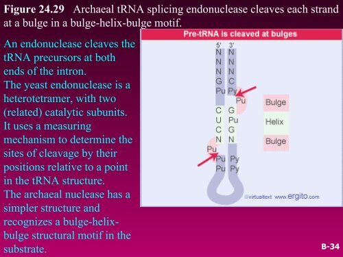 RNA SPLICING AND PROCESSING