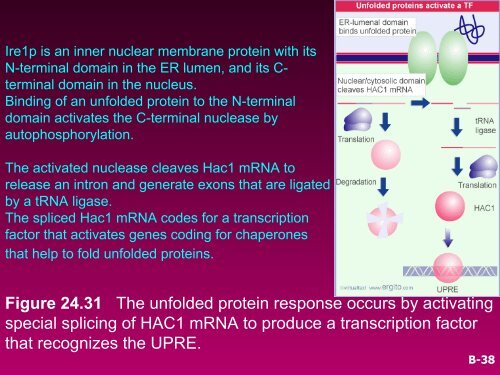 RNA SPLICING AND PROCESSING