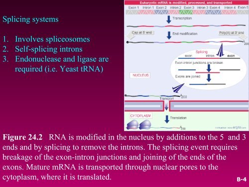 RNA SPLICING AND PROCESSING