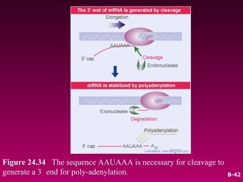 RNA SPLICING AND PROCESSING