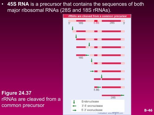 RNA SPLICING AND PROCESSING