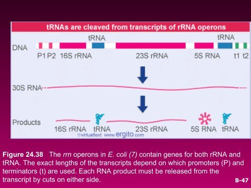 RNA SPLICING AND PROCESSING