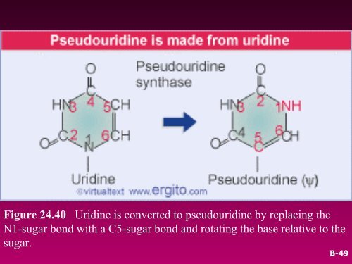 RNA SPLICING AND PROCESSING