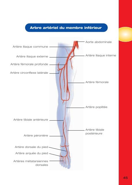 Maladie Coronaire et Infarctus Du Myocarde (IDM) - PrÃ©vention des ...