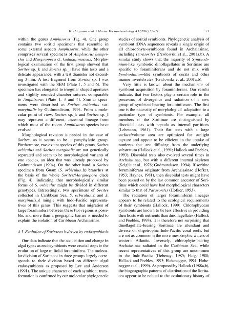 Molecular phylogeny of large miliolid foraminifera - University of ...