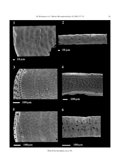 Molecular phylogeny of large miliolid foraminifera - University of ...